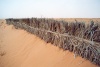Tunisia - Remada: keeping the desert at bay - barrier against the sand (photo by M.Torres)