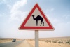 Tunisia - Remada: camel road sign (photo by M.Torres)