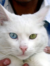 Turkey - Istanbul / Constantinople / IST: Istanbul: a cat from from Van with different eye colors - photo by R.Wallace