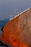 Istanbul, Turkey: seagulls on rusting wreck - hull of capsized vessel - sea of Marmara - photo by J.Wreford