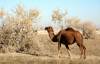 Turkmenistan - Ahal welayat: camel (photo by G.Karamyanc)