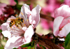 Turkmenistan - Kopet Dag mountain range - Ahal welayat: wild garden - bee on a flower - collecting polen - photo by G.Karamyanc