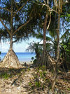 Funafuti atoll, Tuvalu: view of the lagoon side - common screwpine with large aerial roots - Pandanus utilis - photo by G.Frysinger