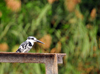 Jinja, Uganda: pied kingfisher perched on a metal structure, looking at the Nile river (Ceryle rudis) - photo by M.Torres