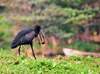 Jinja, Uganda: African openbill carries a fruit (Anastomus lamelligerus) - source of the Nile river - photo by M.Torres