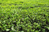Lugazi, Buikwe District, Uganda: tea plantation - green fields of the Camellia sinensis plant - photo by M.Torres
