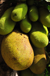 Entebbe, Wakiso District, Uganda: cluster of breadfruits on the tree - artocarpus altilis - photo by M.Torres