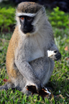 Entebbe, Wakiso District, Uganda: Vervet monkey eating (Chlorocebus pygerythrus) - photo by M.Torres