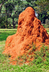 Entebbe, Wakiso District, Uganda: large anthill made with red earth - Entebbe botanical gardens, Manyago area - photo by M.Torres
