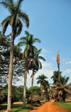 Entebbe, Wakiso District, Uganda: Entebbe botanical gardens, Manyago area - dirt road flanked by coconut trees - photo by M.Torres