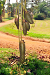 Entebbe, Wakiso District, Uganda: Kigelia moosa - hanging fruits on rope-like peduncles, the fruits are at the origin of the common names sausage tree and cucumber tree - an alcoholic beverage is made from it -  Entebbe botanical gardens, Manyago area - photo by M.Torres
