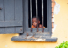 Entebbe, Wakiso District, Uganda: curious boy at the window of his house - steel bars - photo by M.Torres