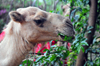 Entebbe, Wakiso District, Uganda: Dromedary camel, Camelus dromedarius - head close-up while feeding on tree leaves - photo by M.Torres