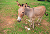 Entebbe, Wakiso District, Uganda: donkey staring - Equus africanus asinus- photo by M.Torres