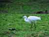 Entebbe, Wakiso District, Uganda: Little egret (Egretta garzetta) foraging for food - photo by M.Torres