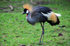 Entebbe, Wakiso District, Uganda: Grey Crowned Crane - Balearica regulorum gibbericeps - know for their crown of golden feathers and art of Uganda's coat of arms - photo by M.Torres