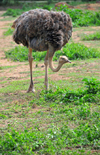 Entebbe, Wakiso District, Uganda: adult female ostrich walking (Struthio camelus) - photo by M.Torres