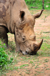 Entebbe, Wakiso District, Uganda: northern white rhinoceros (Ceratotherium simum cottoni) - head detail - photo by M.Torres