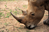 Entebbe, Wakiso District, Uganda: northern white rhinoceros, the horn (Ceratotherium simum cottoni) - photo by M.Torres