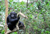 Entebbe, Wakiso District, Uganda: Common chimpanzee on a tree branch (Pan troglodytes) - photo by M.Torres
