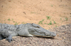 Entebbe, Wakiso District, Uganda: Nile crocodile (Crocodylus niloticus) resting - photo by M.Torres