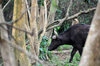 Entebbe, Wakiso District, Uganda: African buffalo aka Cape buffalo amid the trees (Syncerus caffer) - photo by M.Torres