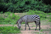 Entebbe, Wakiso District, Uganda: plains zebra (Equus quagga, formerly Equus burchellii), aka common zebra or Burchell's zebra - photo by M.Torres