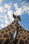 Entebbe, Wakiso District, Uganda: sculpture of giraffes crossing their necks, Uganda Wildlife Education Centre - photo by M.Torres