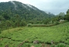 Uganda - Kabarole District - south-west Uganda - Ugandan tea fields - tea plantations (photo by Jordan Banks)