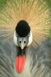 Uganda - Ugandan flaf bird - Grey Crowned-Crane - Balearica regulorum - exotic bird (photo by Jordan Banks)