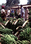 Uganda - Fort Portal - bananas at the market - photos of Africa by F.Rigaud