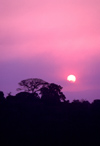 Uganda - Fort Portal - sunset - tree silhouette - photos of Africa by F.Rigaud