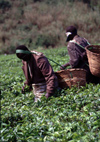 Uganda - Fort Portal, Kabarole district - workers at a tea plantation - photos of Africa by F.Rigaud