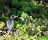 Jinja, Uganda: a cormorant perched on a tree branch scans the river Nile for food - photo by M.Torres