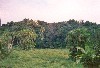 Uganda - Kibale forest (photo by Nacho Cabana)