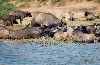 Uganda - Queen Elizabeth National park: Kazinga channel - buffaloes bathing (photo by Nacho Cabana)