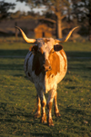 Texas, USA: Texas Longhorn with a magnificent rack of horns istaring at the camera - Texas State Large Mammal - livestock - photo by C.Lovell