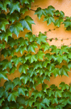 Boston, Massachusetts, USA: ivy grows on an orange wall - photo by C.Lovell