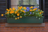 Boston, Massachusetts, USA: pansies in a window box of a classic brick house on Beacon Hill - photo by C.Lovell