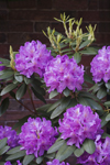 Cambridge, Greater Boston, Massachusetts, USA: purple rhododendron in bloom along the side of Memorial Church at Harvard University - photo by C.Lovell