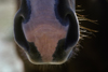 Wyoming, USA: close-up of horse's nostrils - photo by C.Lovell