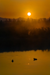 Yellowstone National Park, Wyoming, USA: ducks on the Yellowstone River at sunrise - photo by C.Lovell