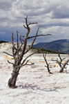 Yellowstone National Park, Wyoming, USA: Mammoth Hot Spring Terraces - photo by C.Lovell