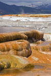 Yellowstone National Park, Wyoming, USA: Mammoth Hot Spring Terraces - the worlds largest known carbonate-depositing spring - photo by C.Lovell