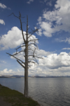 Yellowstone National Park, Wyoming, USA: cumulus clouds form above Yellowstone Lake - dead tree - photo by C.Lovell