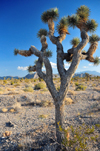 Death Valley National Park, California, USA: Joshua tree / Yucca palm, Yucca brevifolia - Mojave desert landscape - photo by M.Torres