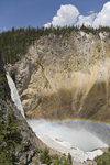 Yellowstone National Park, Wyoming, USA: a rainbow forms in the mist of Lower Yellowstone Falls as the Yellowstone River water drops into the Grand Canyon of the Yellowstone - photo by C.Lovell