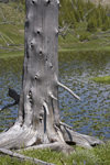 Yellowstone National Park, Wyoming, USA: a silver colored dead tree and a lily pond in the Imperial Basin - photo by C.Lovell