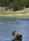 Yellowstone National Park, Wyoming, USA: bull Moose in the water - photo by C.Lovell