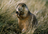 Devil's Tower, Wyoming, USA: Black-tailed Prairie Dog eating - Cynomys ludovicianus - photo by C.Lovell